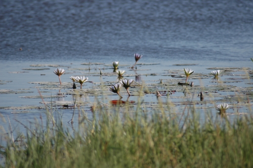 Several waterlilies 